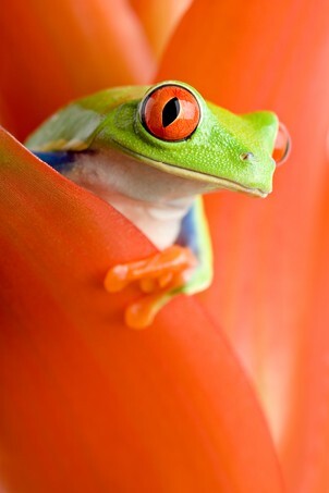 Red-eyed tree frog peeking out from a guzmania